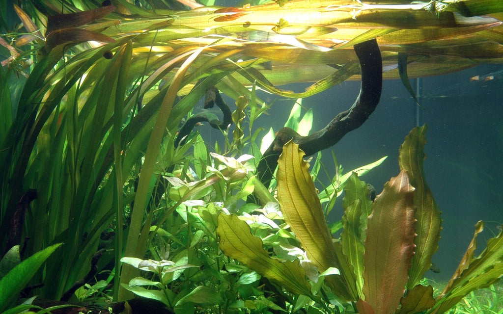 Vallisneria americana 'Gigantea'3a