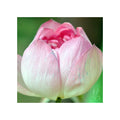 Nelumbo nucifera pink1