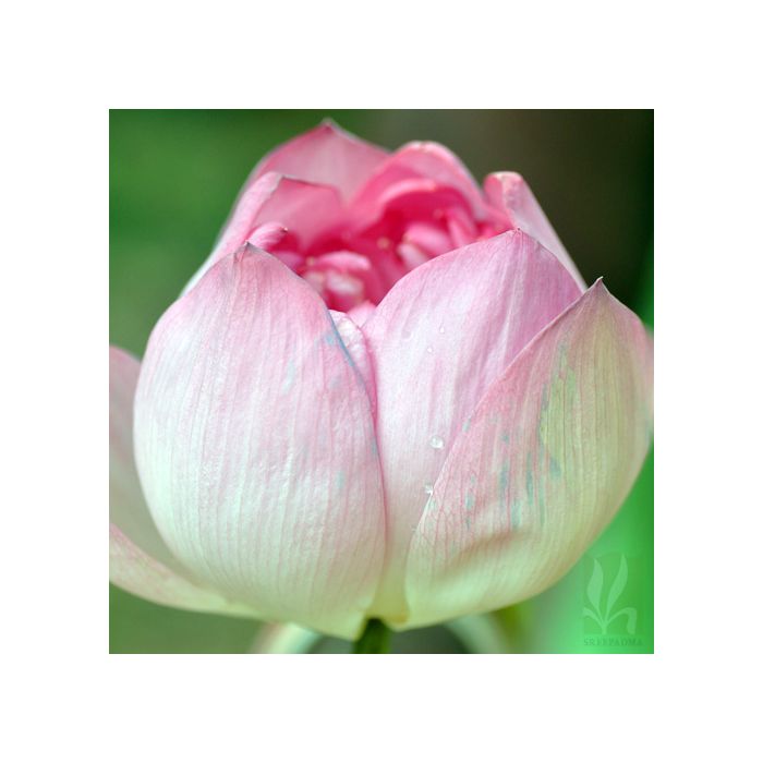 Nelumbo nucifera pink1