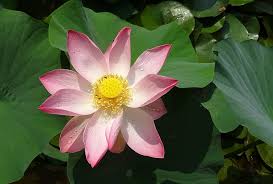 Nelumbo nucifera pink2