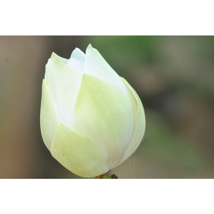 Nelumbo nucifera white Flower1