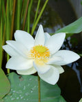 Nelumbo nucifera white Flower2