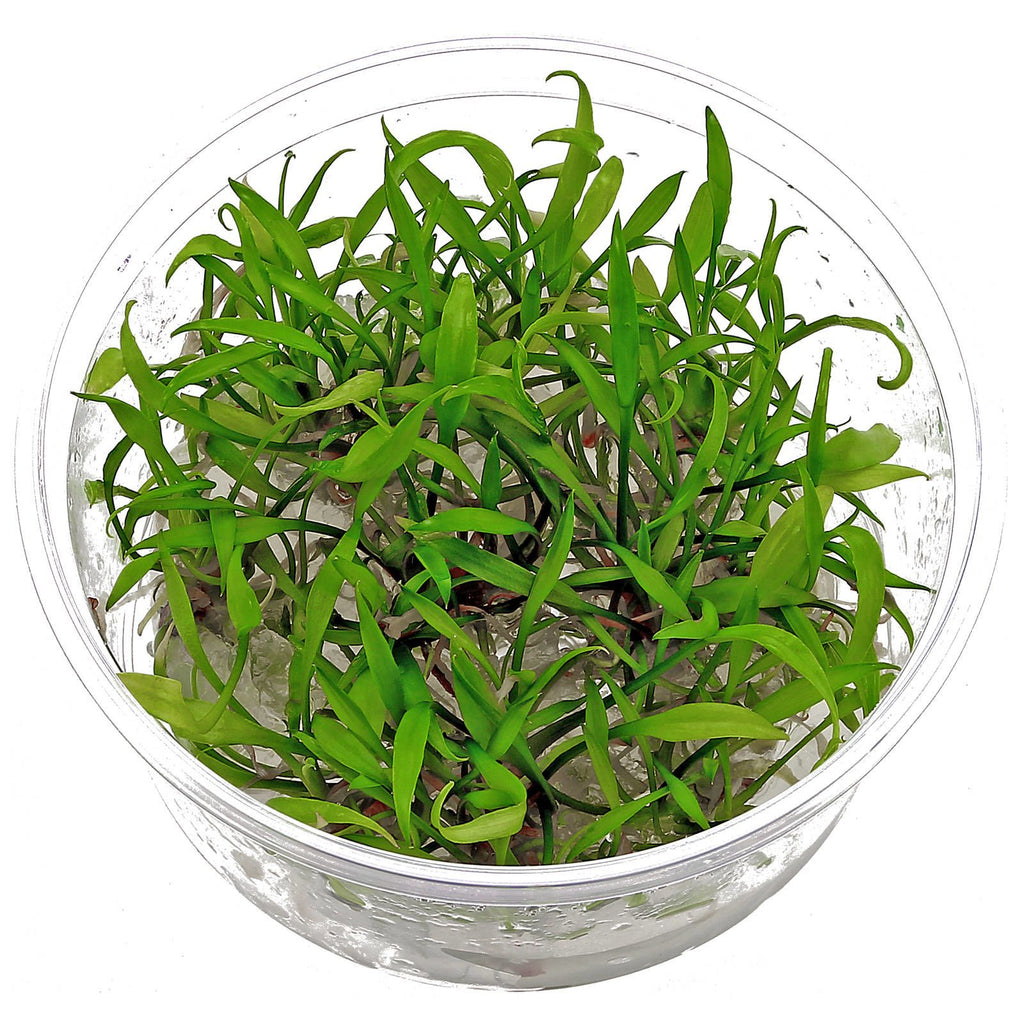 cryptocoryne-parva1