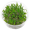 cryptocoryne-parva1