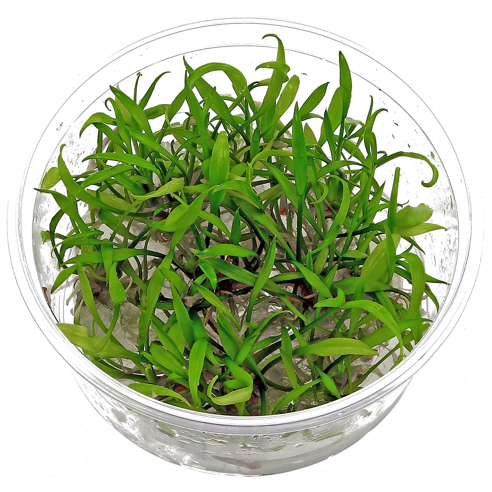 cryptocoryne-parva1