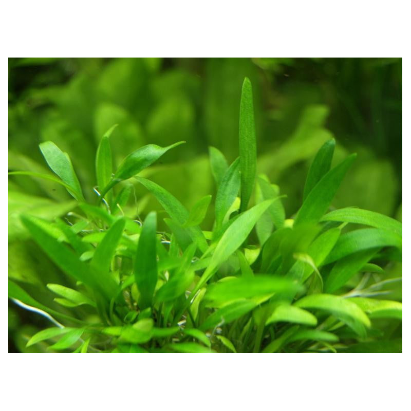 cryptocoryne-parva2