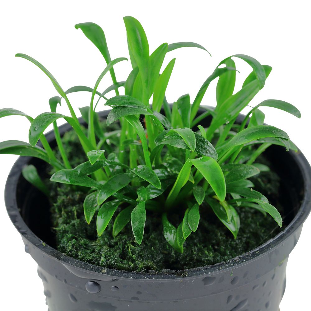 cryptocoryne-parva3