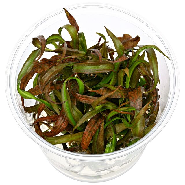 cryptocoryne-spiralis-red1