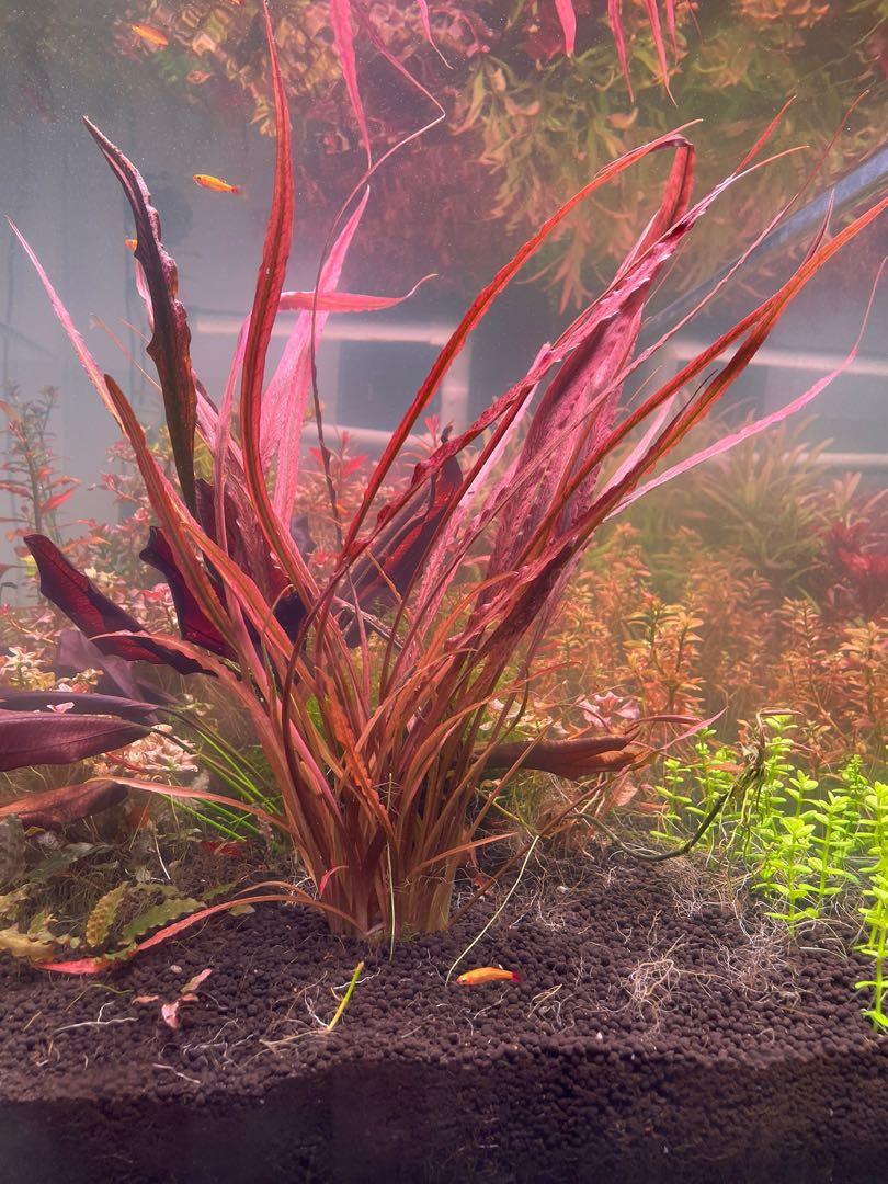 cryptocoryne-spiralis-red2
