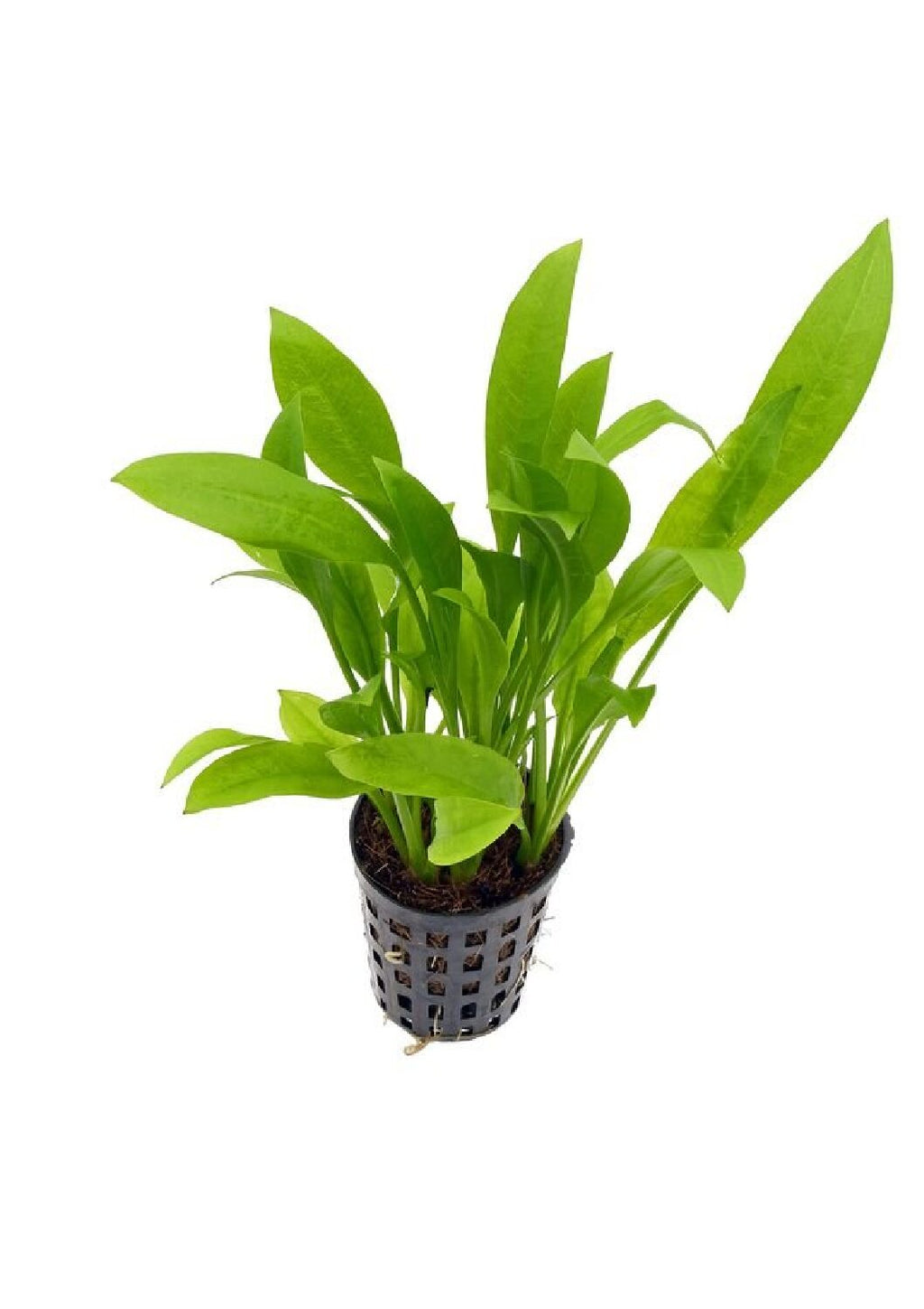 echinodorus-amazonicus1