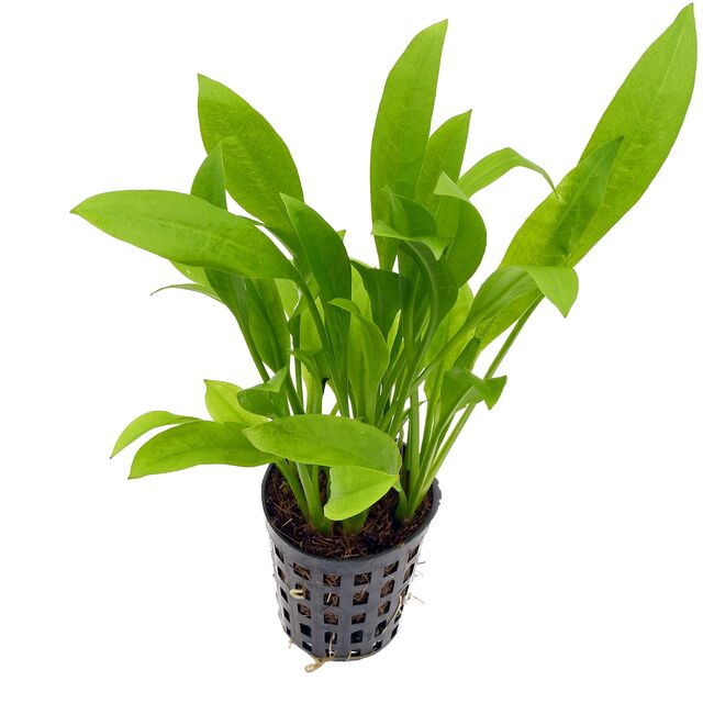 echinodorus-amazonicus1