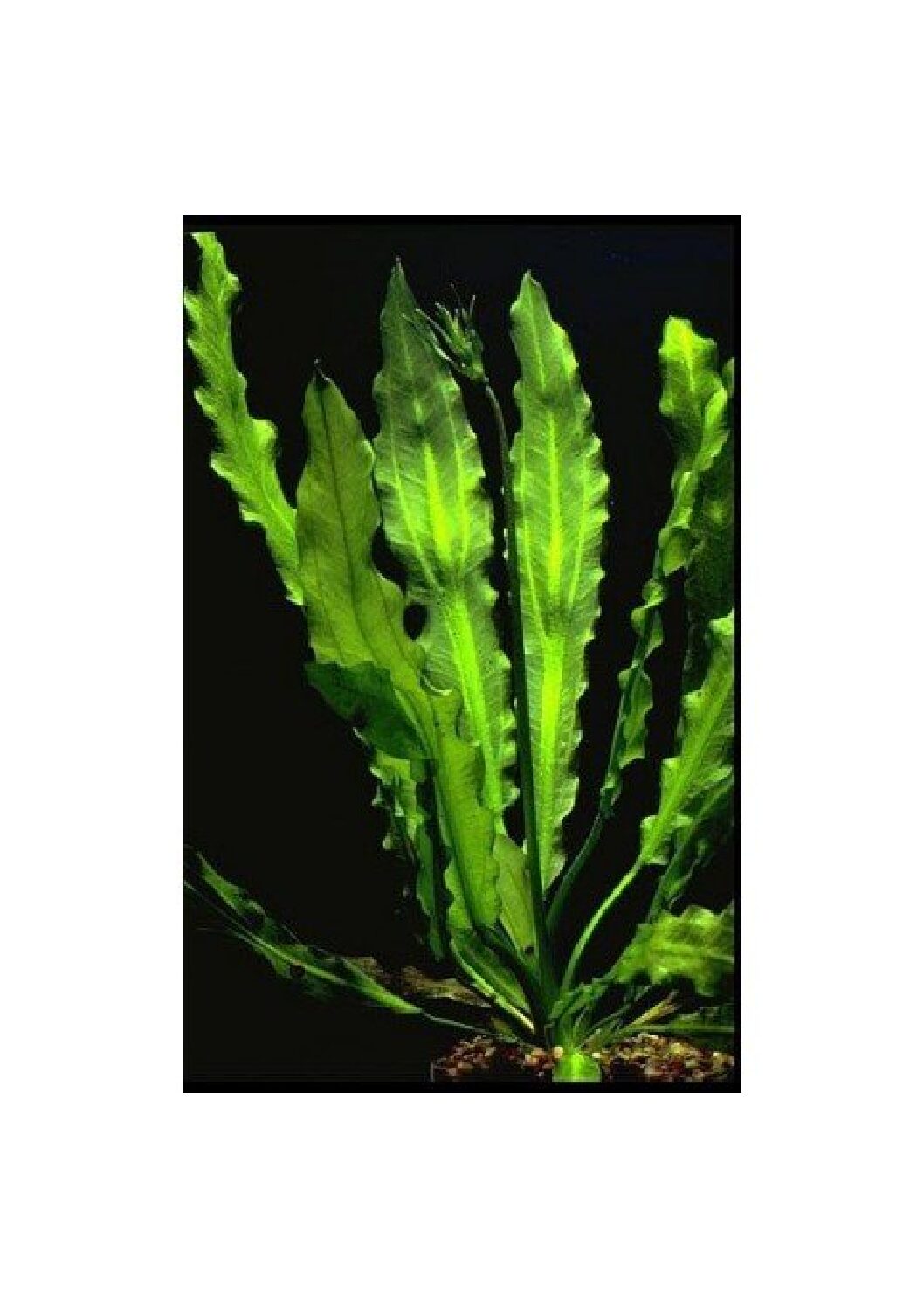 echinodorus_major1