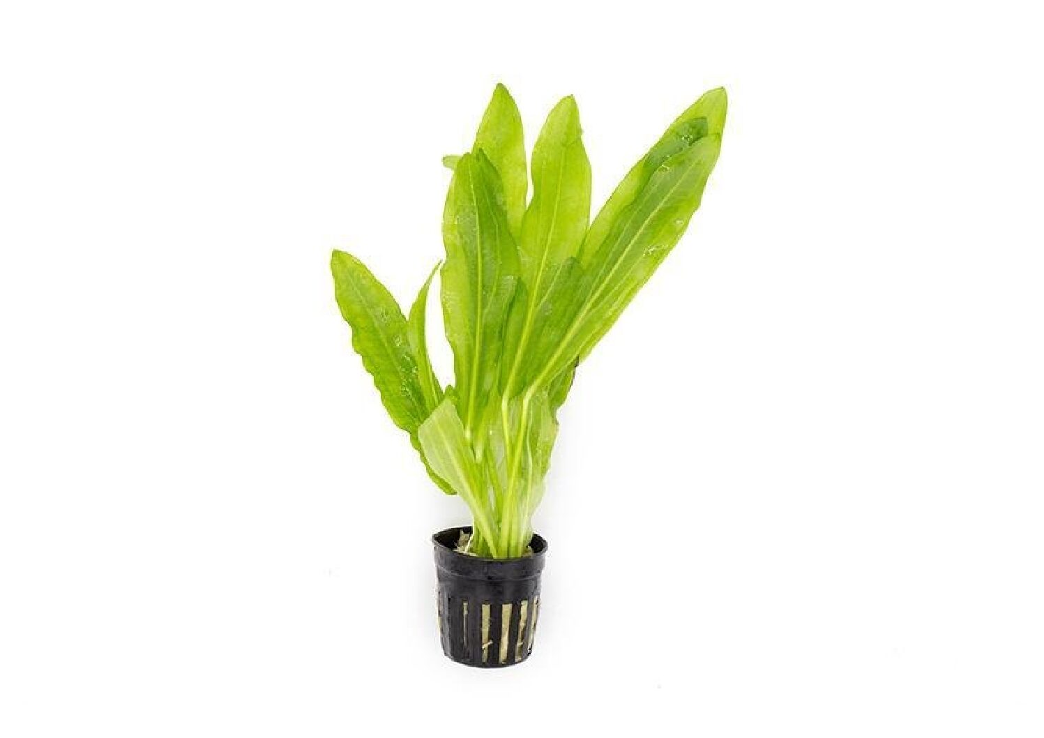 echinodorus_major2 (1)