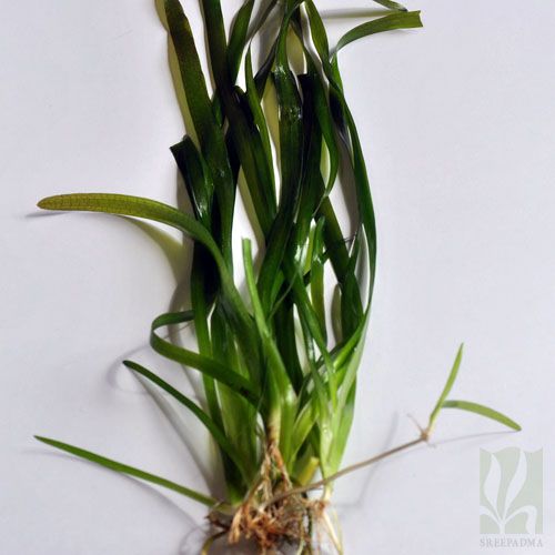 Vallisneria americana ‘Gigantea’1