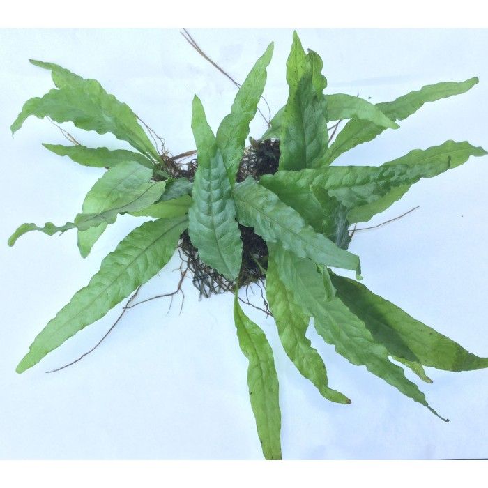 (Microsorum Pteropus) Wrinkle 2