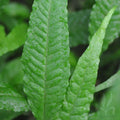 (Microsorum Pteropus) Wrinkle “Dwarf” 4