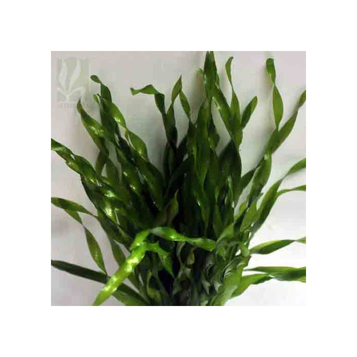 vallisneria-sp-mini-twister1