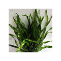vallisneria-sp-mini-twister1
