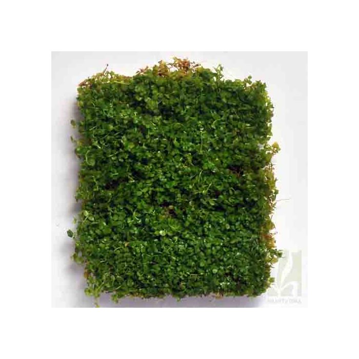 Micranthemum 'monte carlo'2