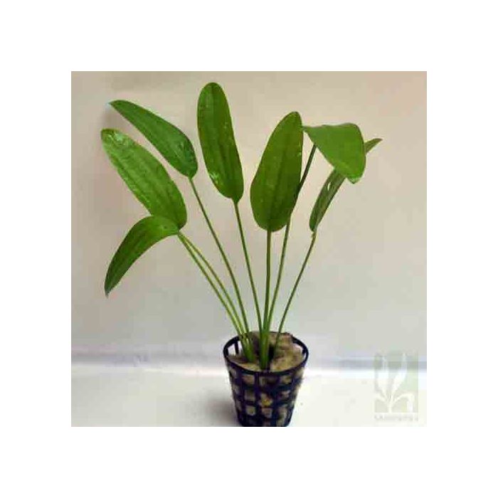 Echinodorus rose Pot