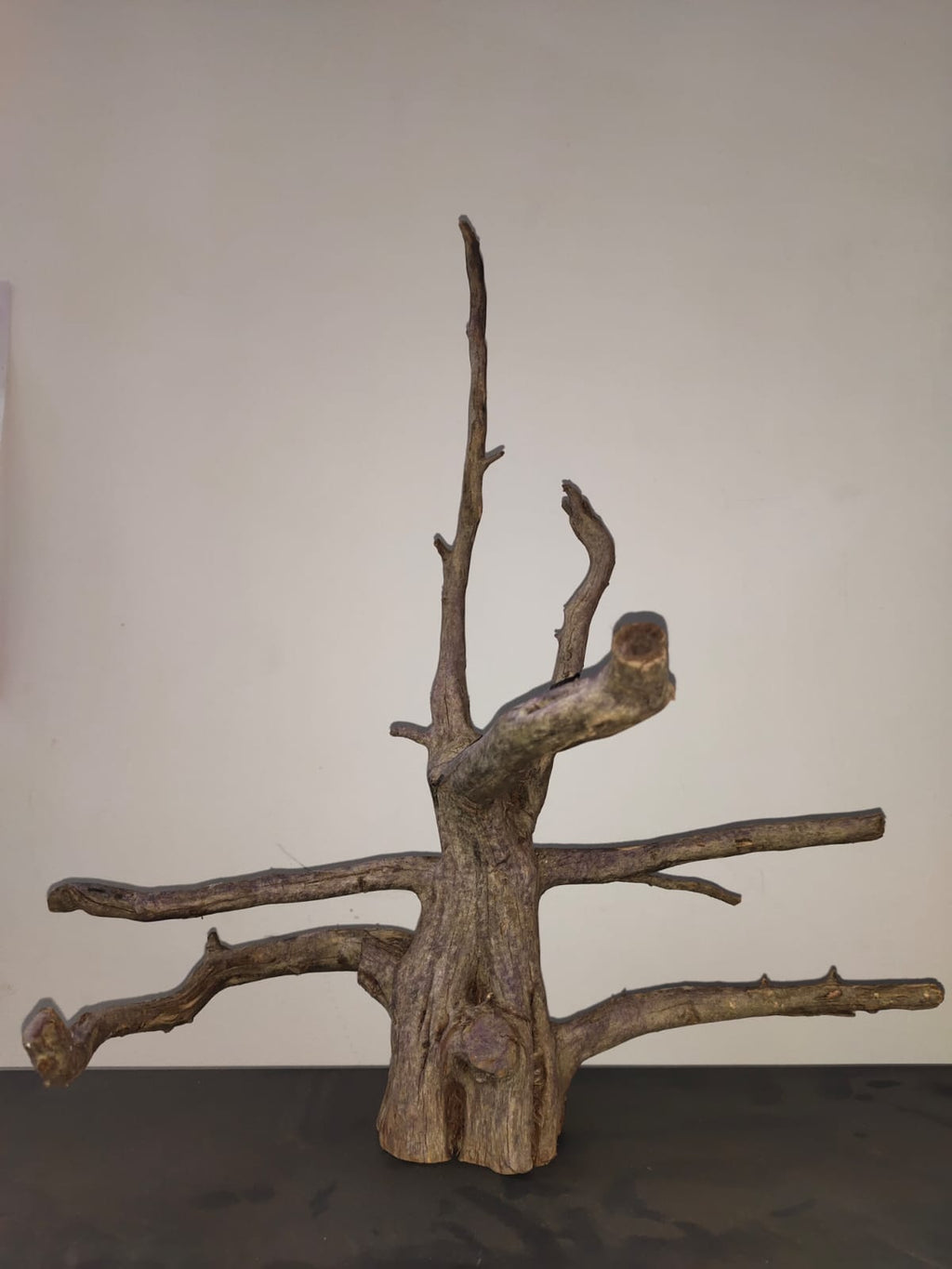 Bonsai 1