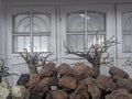 branchedwood