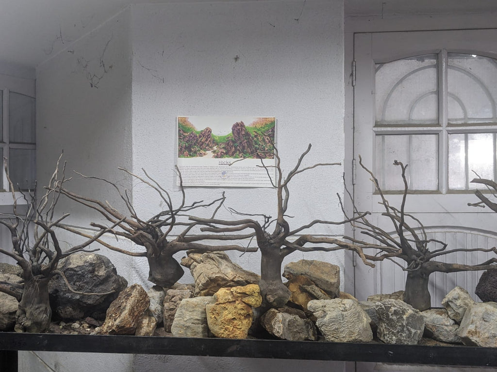 branchedwood