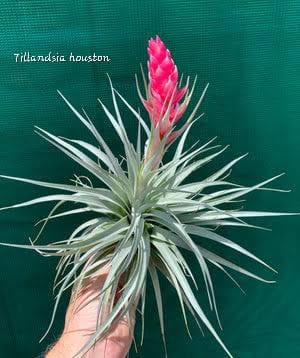 Houston Air Plant 1