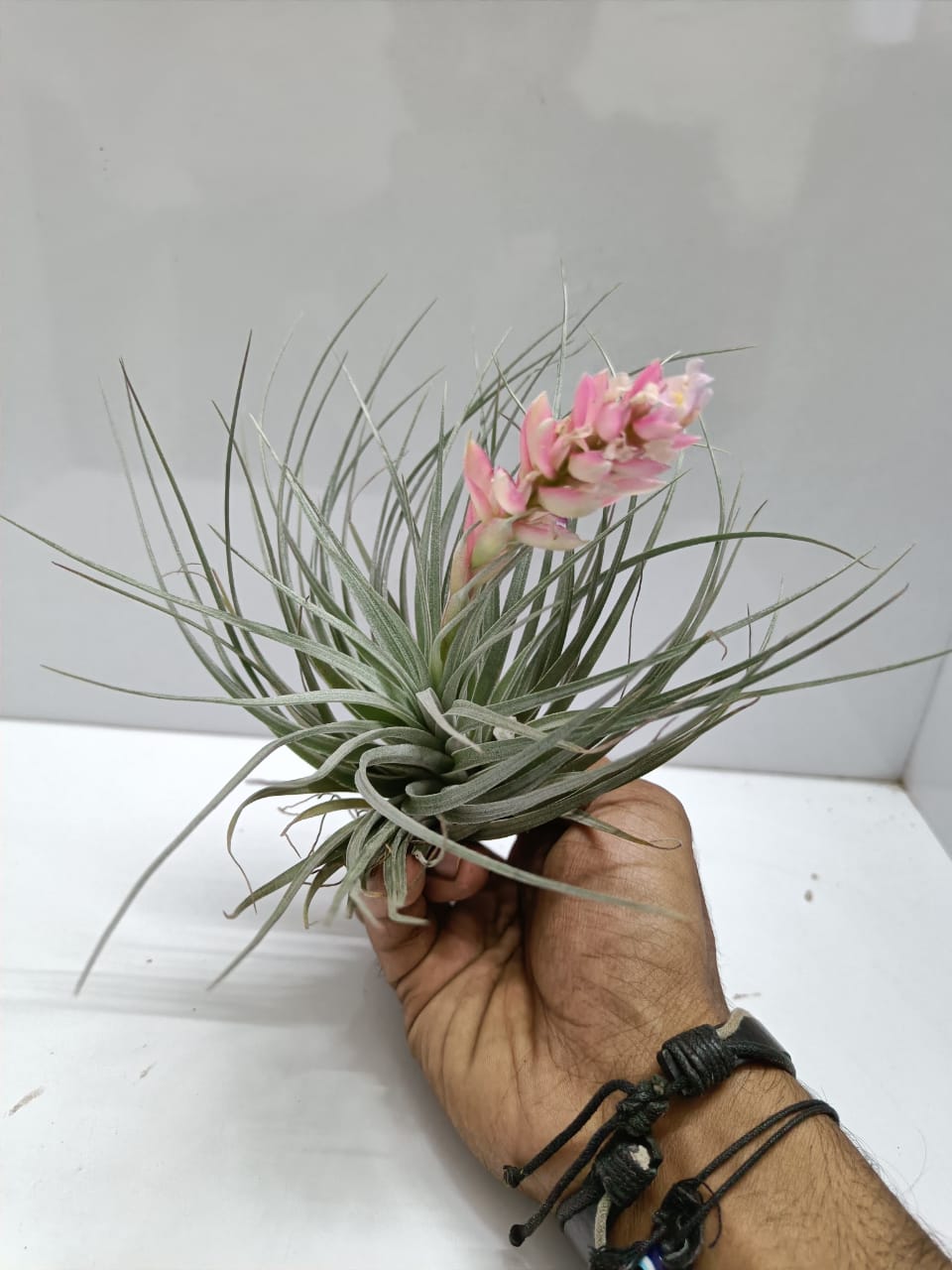 Tillandsia ionantha2