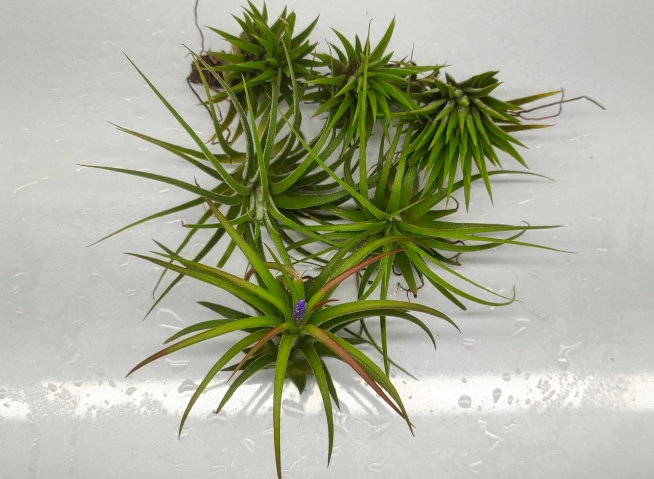 Tillandsia Huamelula1