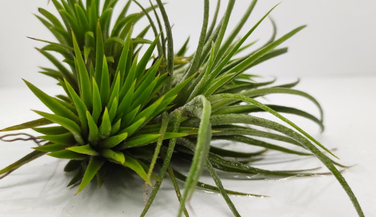 Tillandsia Huamelula2