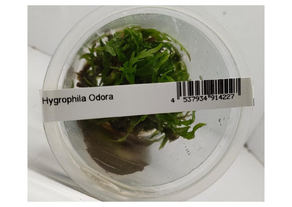 Hygrophila-odora2