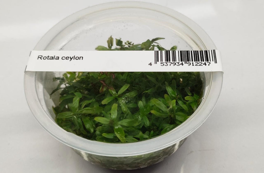 Rotala ceylon1