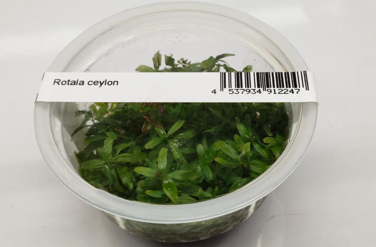 Rotala ceylon1