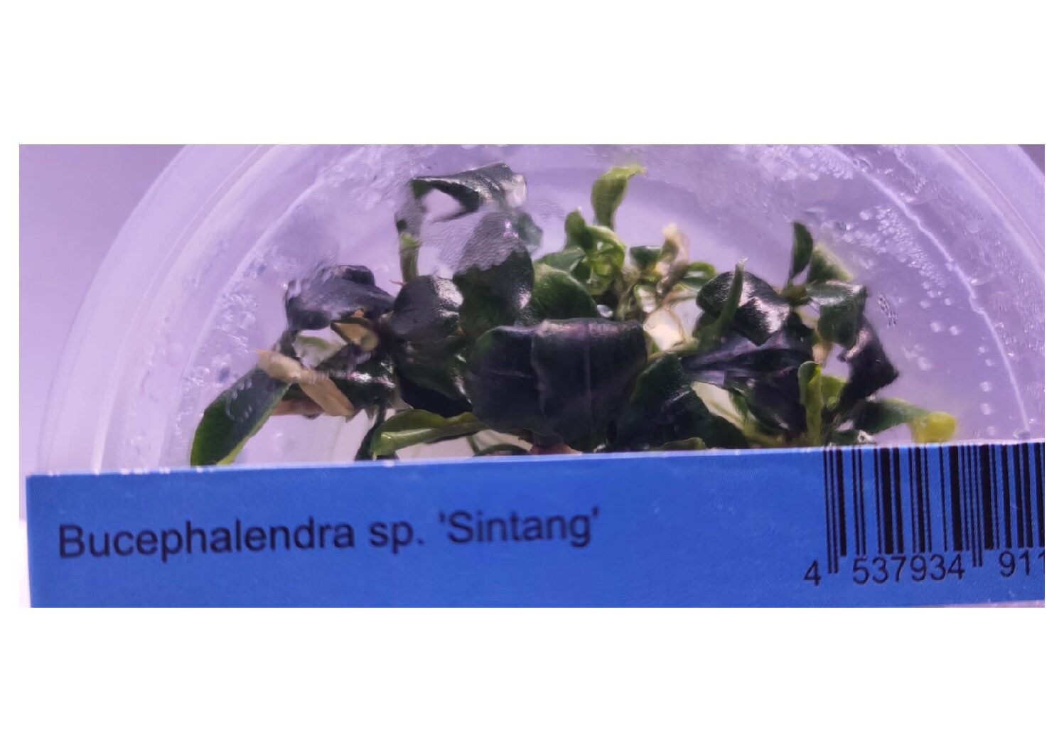 Bucephalandra sp sintang IC106 | Aquarium Aquascaping – Splashy