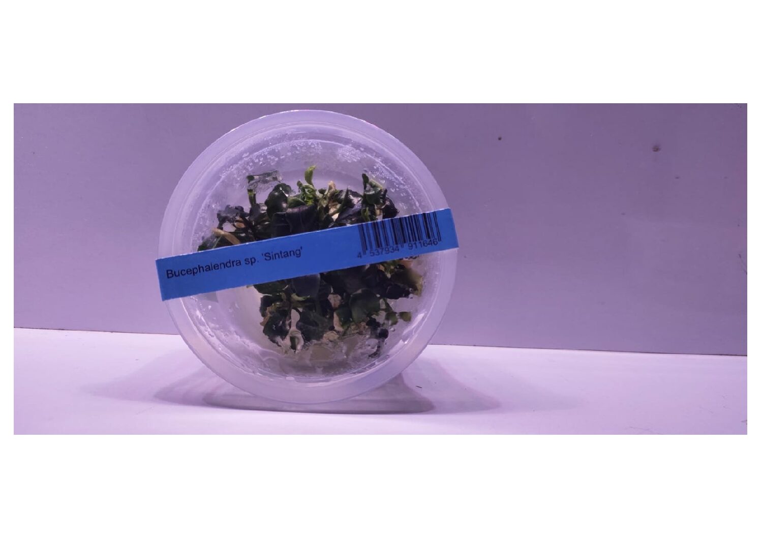 Bucephalandra-sp-sintang-3