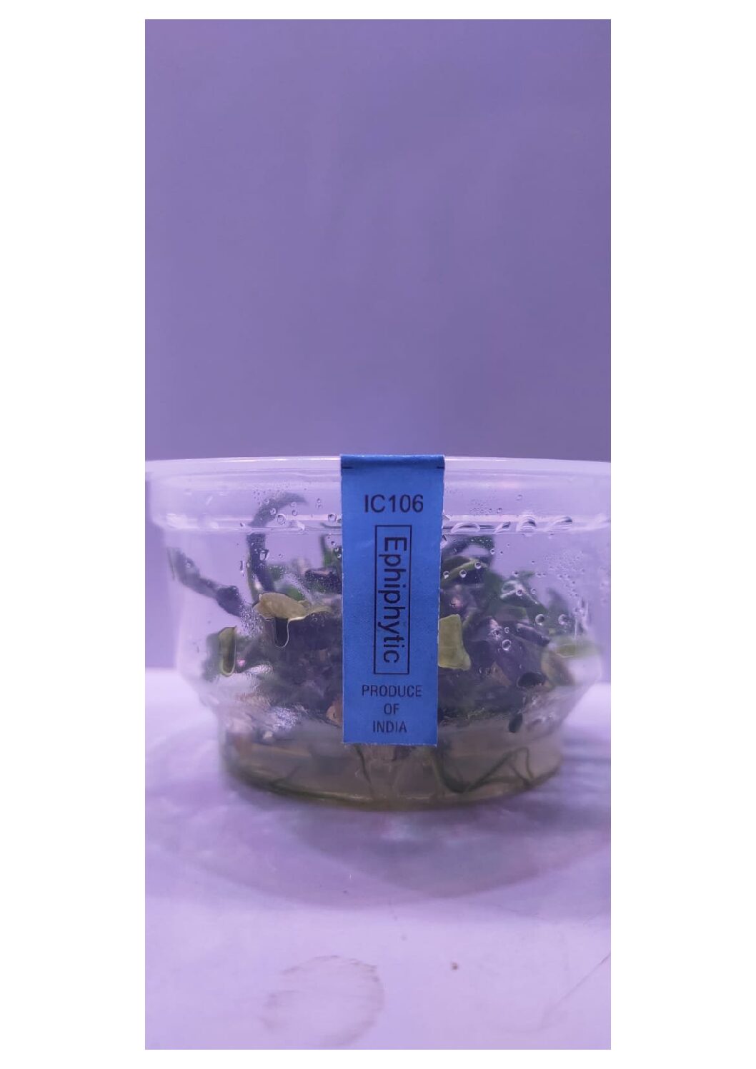 Bucephalandra-sp-sintang-4