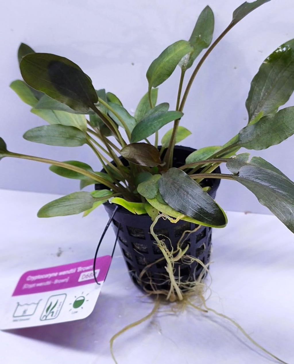 Cryptocoryne wendtii 'Brown'