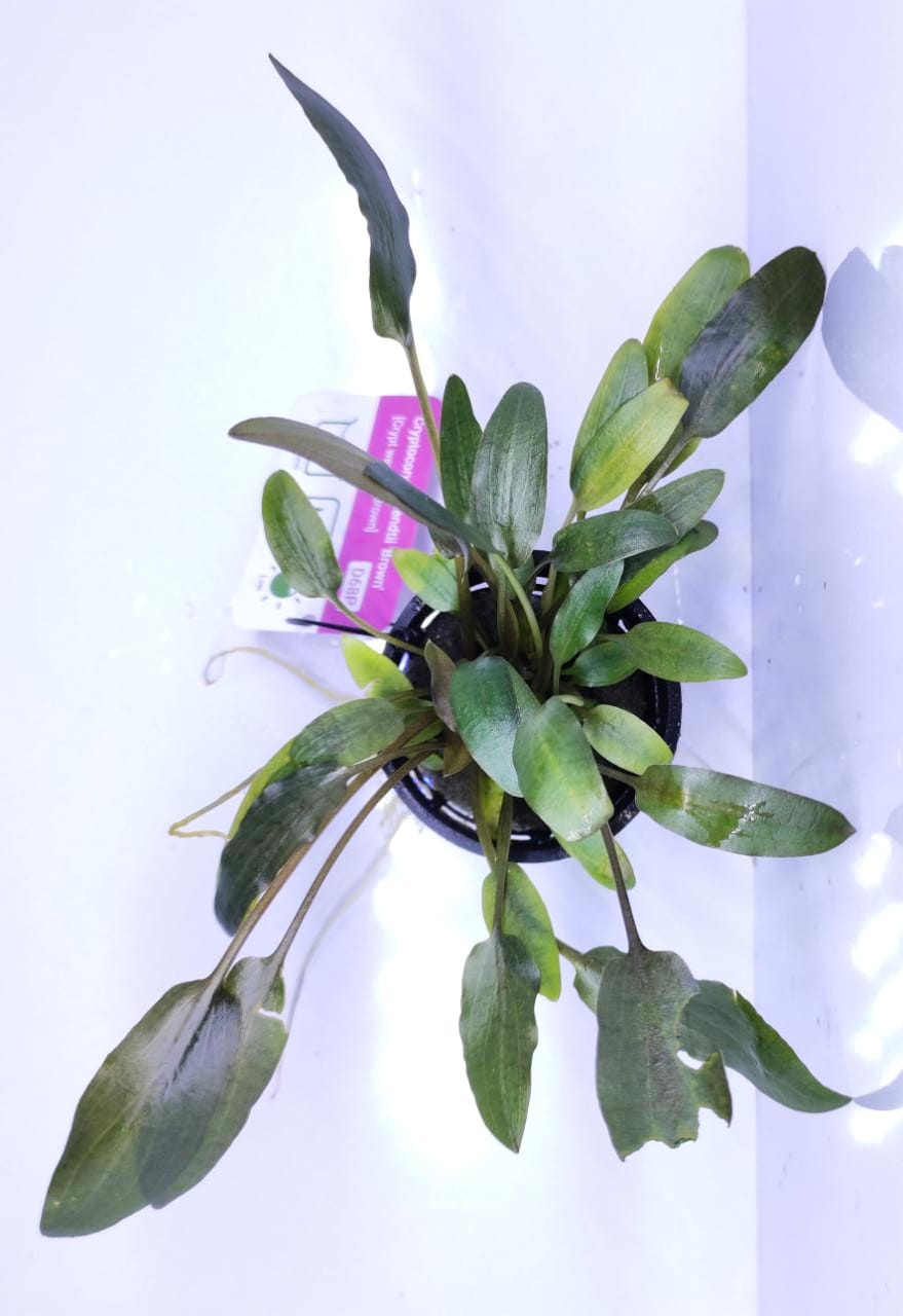 Cryptocoryne wendtii 'Brown'