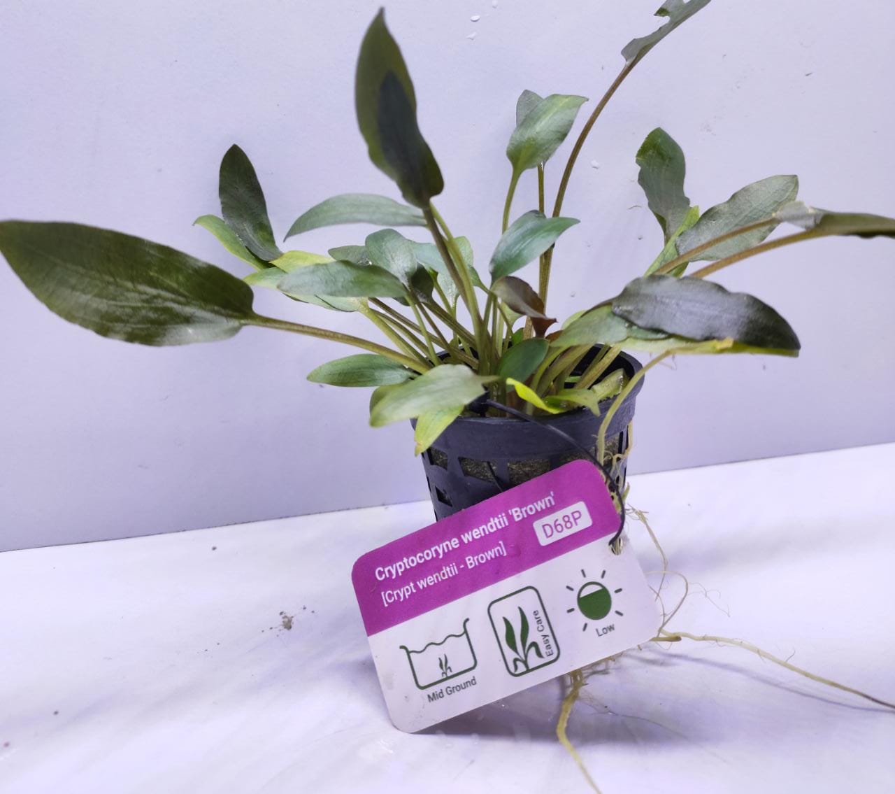 Cryptocoryne wendtii 'Brown'