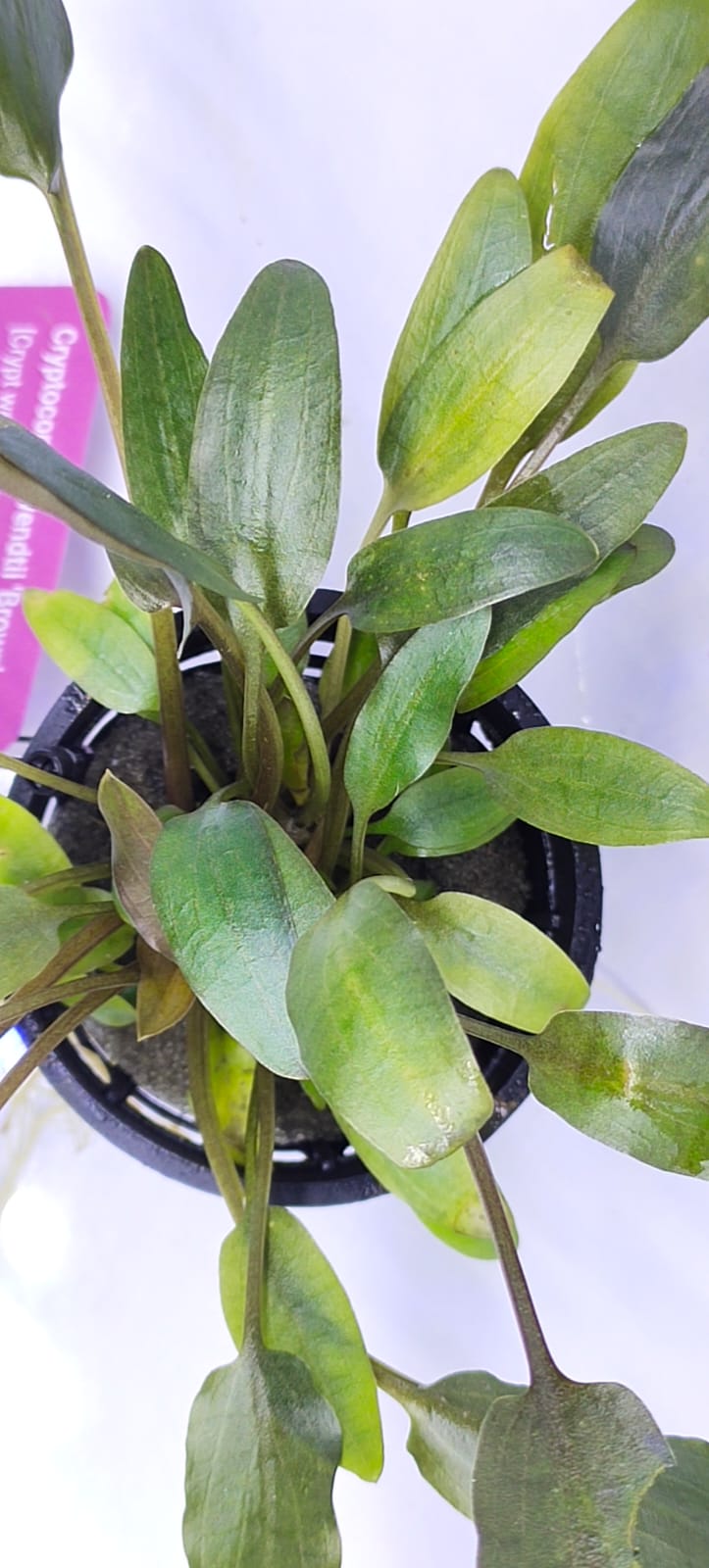 Cryptocoryne wendtii 'Brown'