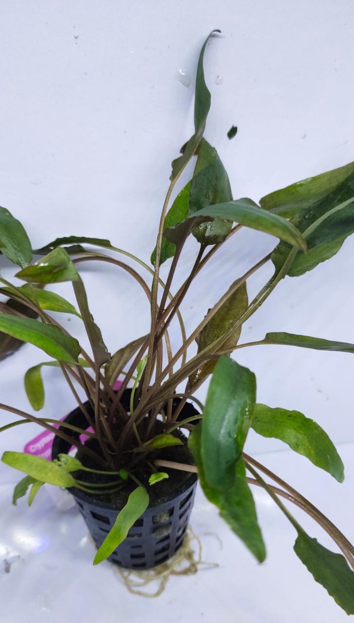 Cryptocoryne Axelrodi