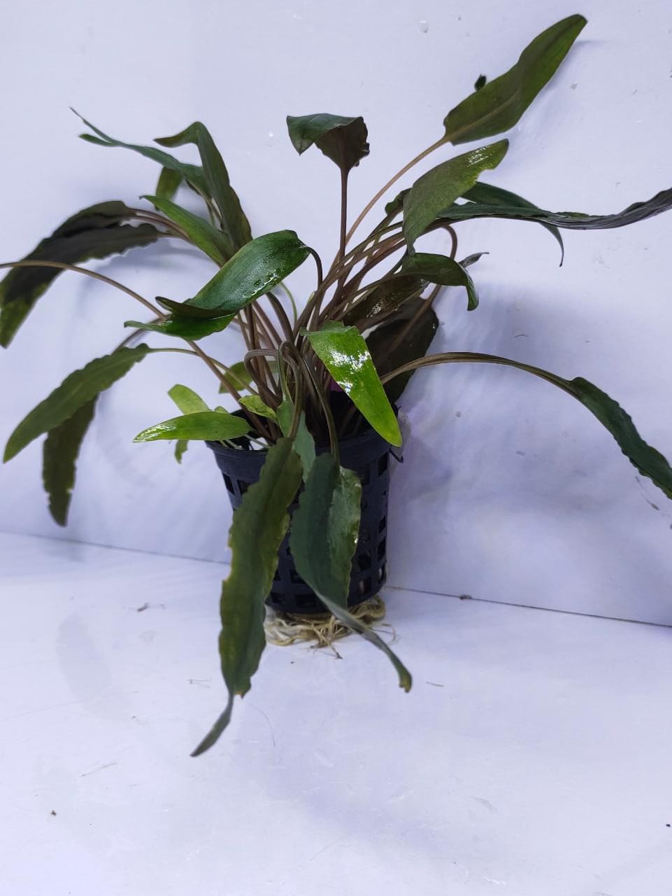 Cryptocoryne Axelrodi