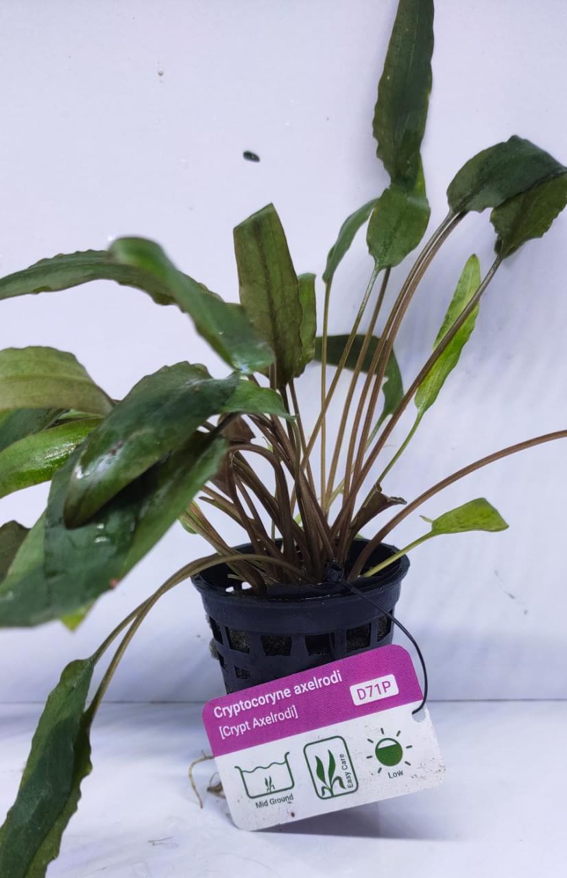 Cryptocoryne Axelrodi
