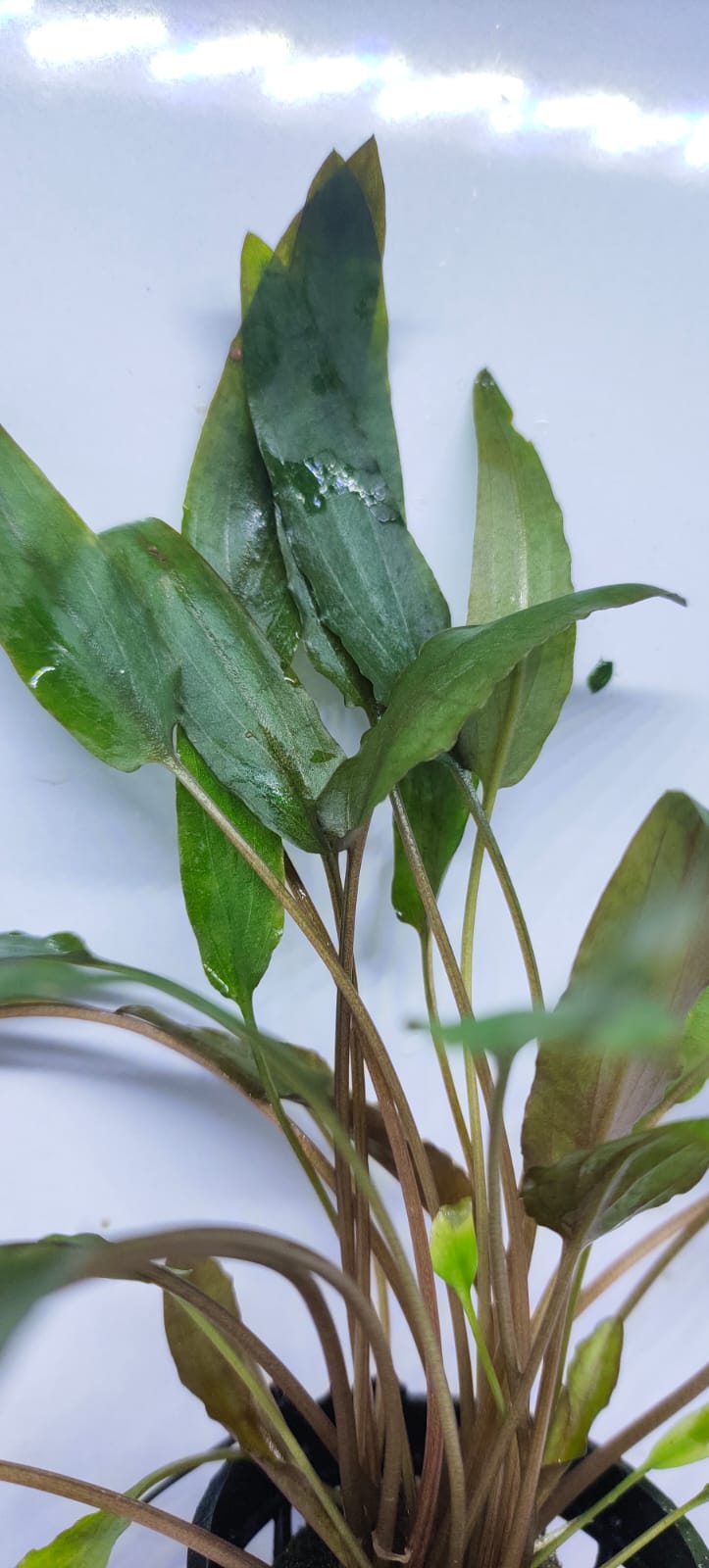 Cryptocoryne Axelrodi