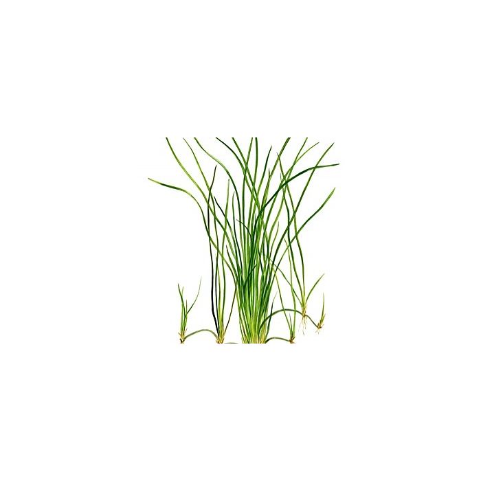 Vallisneria nana