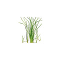 Vallisneria nana