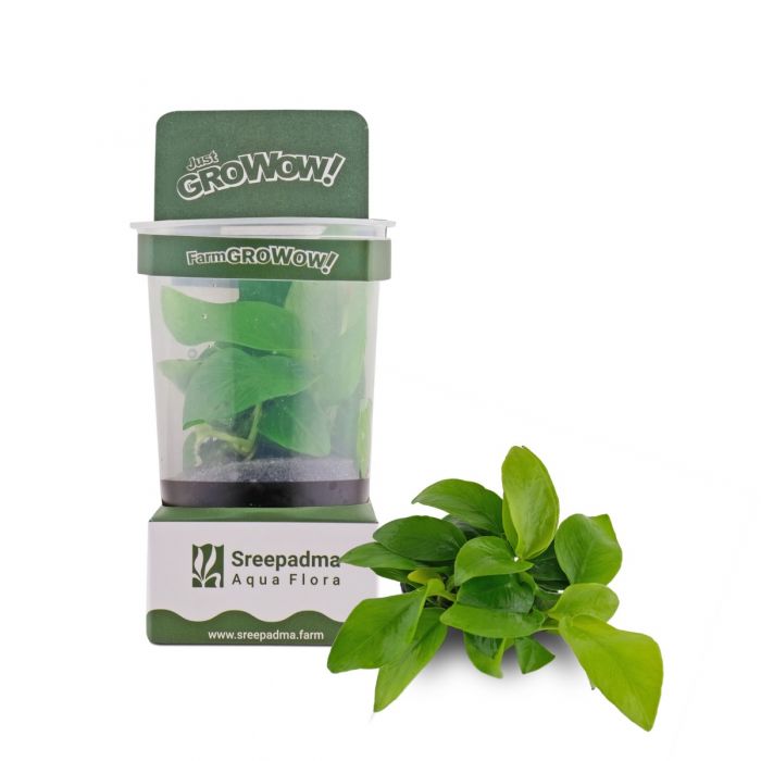 Anubias Nana Gold