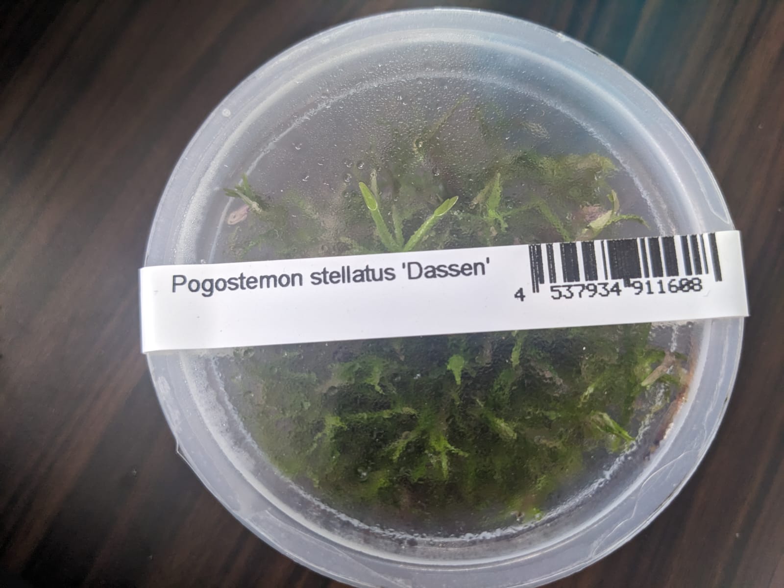 Pogostemon stemon stellatus