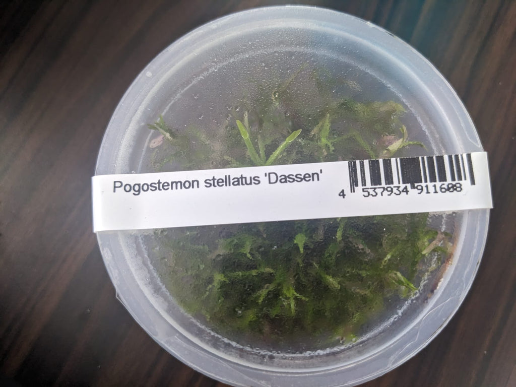 Pogostemon stemon stellatus